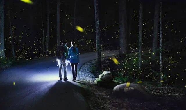 【送票啦】萤火虫公园,点亮你的潍坊夜生活