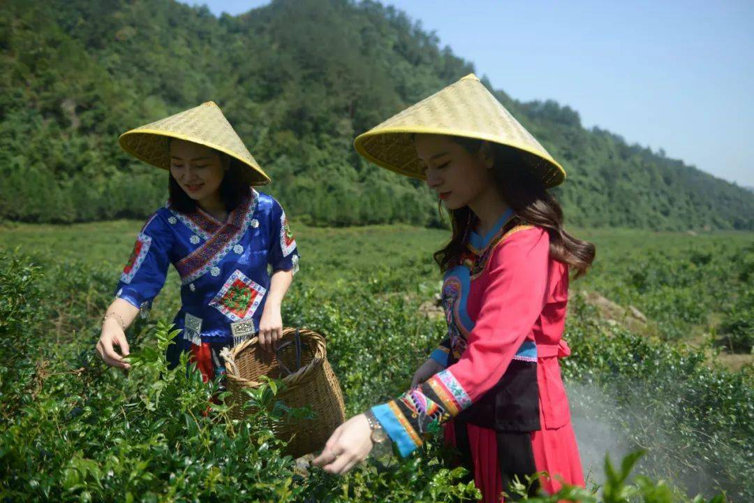 全国首届农民莓茶采收邀请赛即将