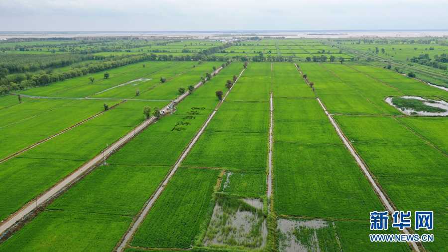 吉林省好雨现代农业股份有限公司的一处水稻基地(资料图片)