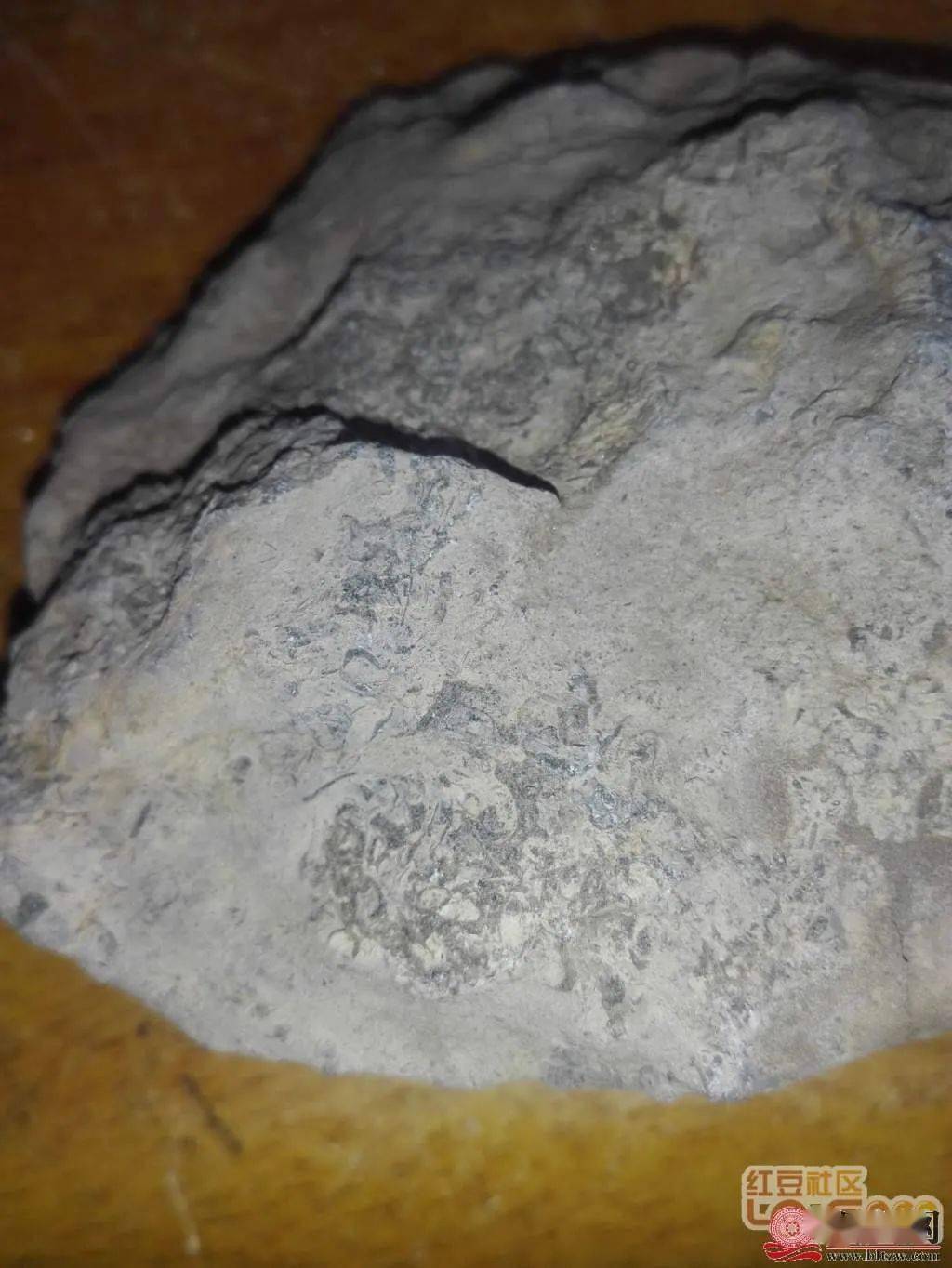 海虫,小贝,海藻化石