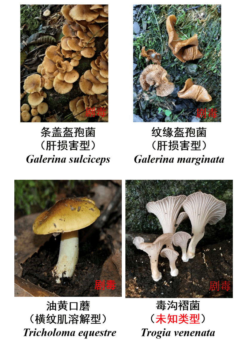 害人的"毒蘑菇",你可别"尝鲜"!