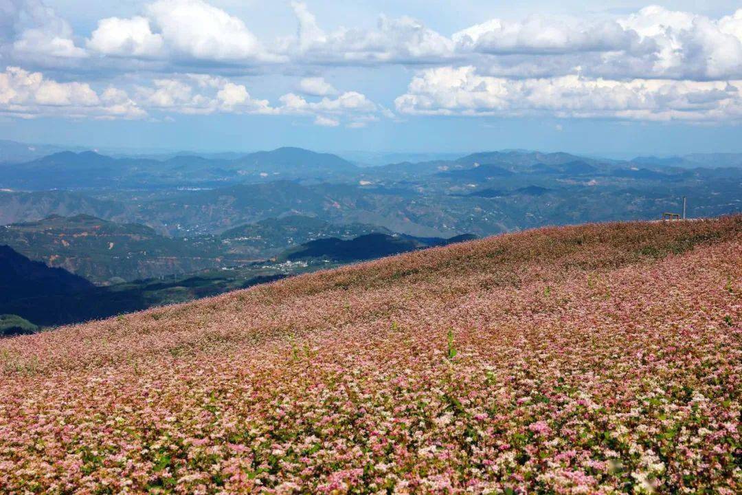 cop15丨鲁甸有座轿顶山 四季景色看不完_水磨镇