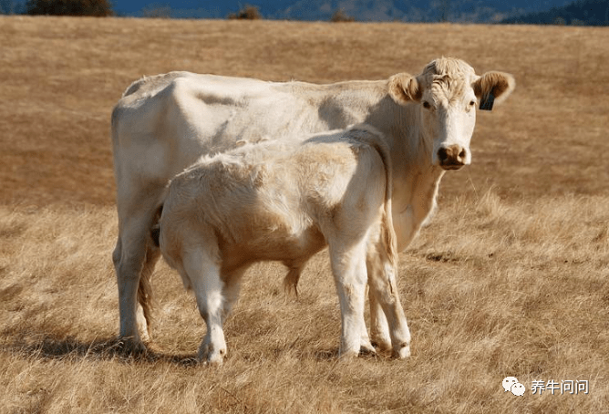 世界十大顶级牛肉 澳洲和牛仅列第四,日本和牛最顶级