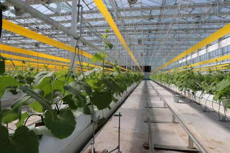 潍坊寿光实施蔬菜品牌提升工程 带动产业提质和农民增收