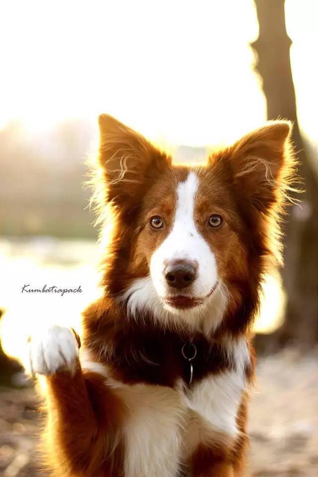 边牧专栏丨边境牧羊犬用鼻子戳人是想告诉你