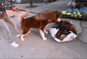 平时吃狗粮吃多了 见到