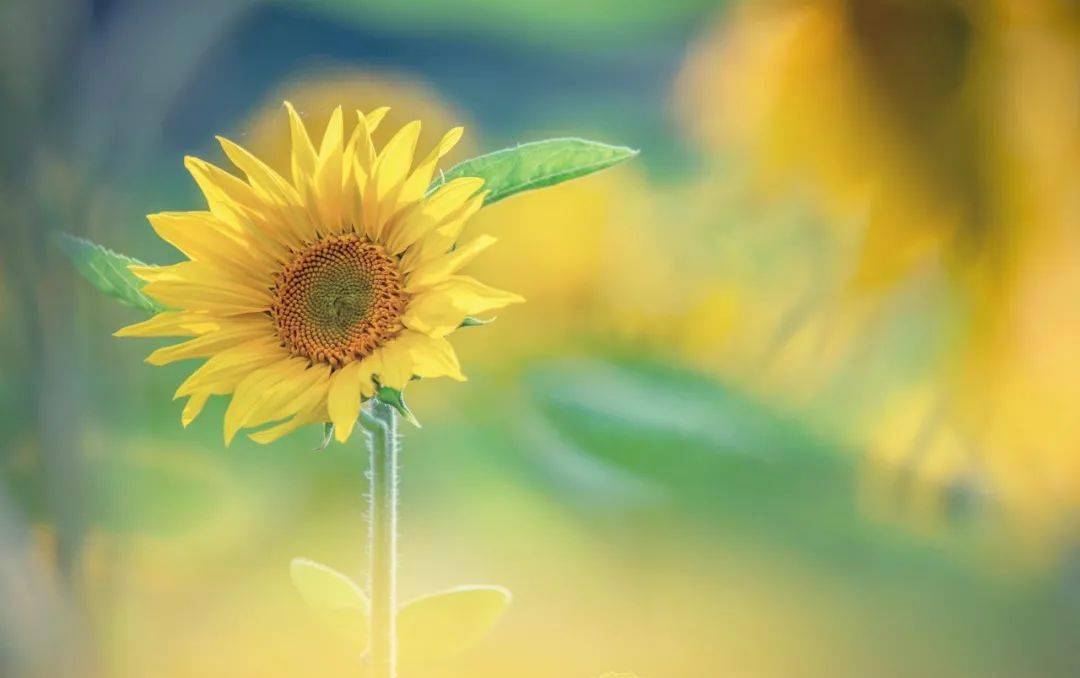 每晚的美文朗读 |《愿你心有阳光,身披彩虹》