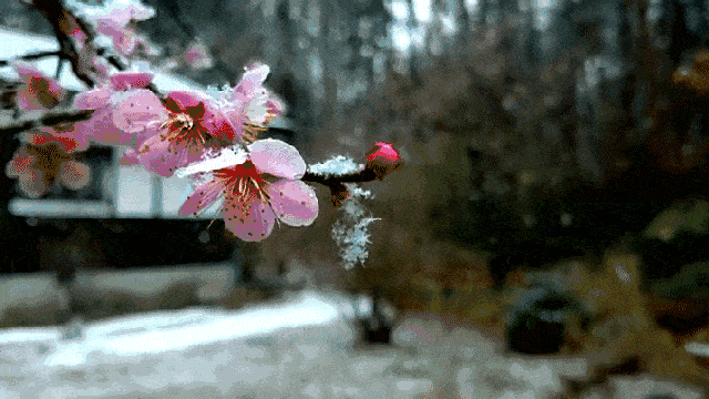 坐 温一壶酒,叙事雅谈 院子里随处可见雪的踪迹 屋檐上,草丛上,树枝间