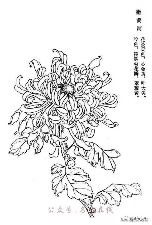 60种菊花工笔白描写生画法