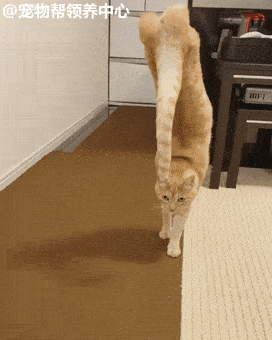 橘猫出生就失去两条后腿,它竟发明出