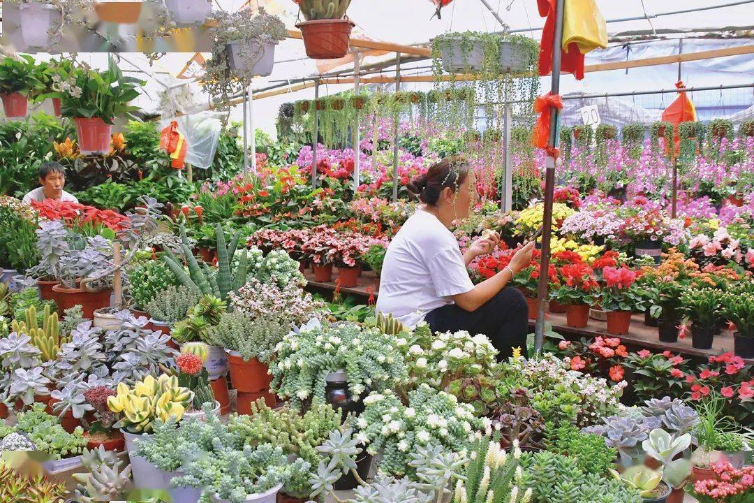 逛阳明花鸟市场打开一段意趣生活