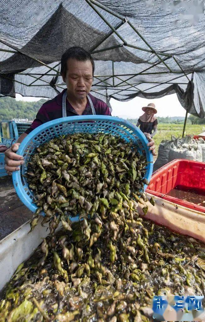 当下正值菱角采收旺季,在新余市分宜县凤阳镇源盛农业菱角种植基地