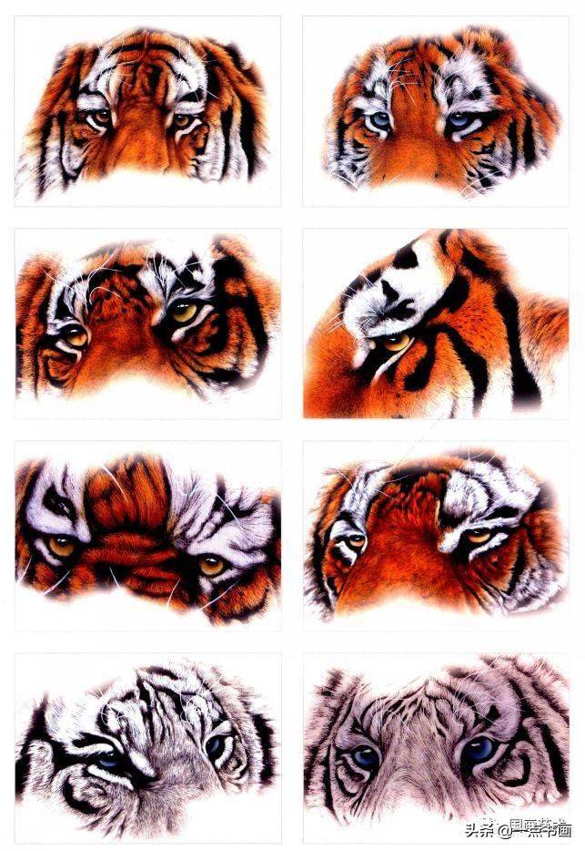 老虎的眼睛是表达性情,体现威严的重要部分,一只老虎能否跃然纸上,活