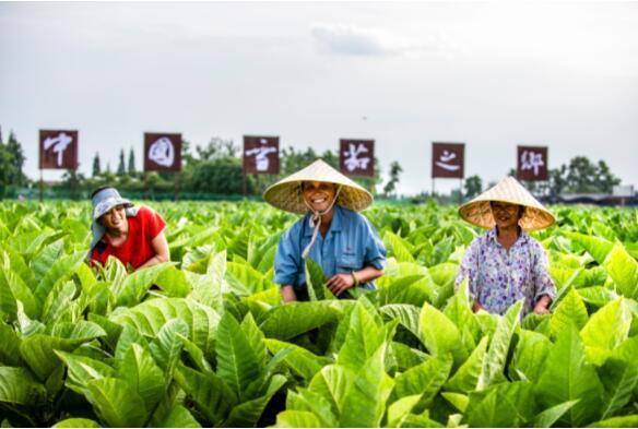 在一片叶子的旅行中 什邡锁定百亿"小目标"