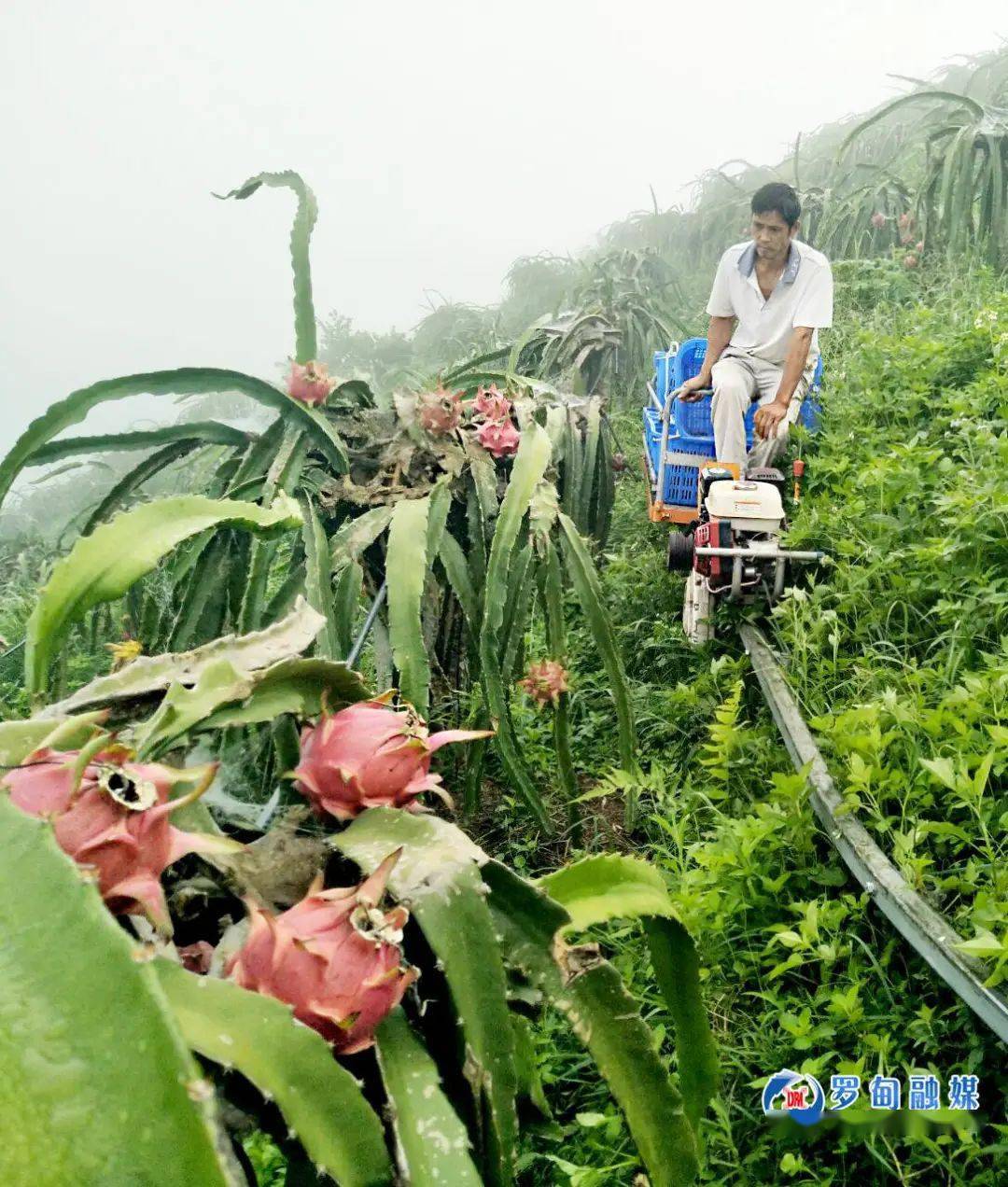 长寿之乡贵州罗甸火龙果产业成就红火生活