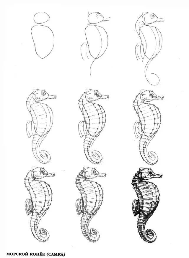 这50个海洋生物画法,快拿去收藏