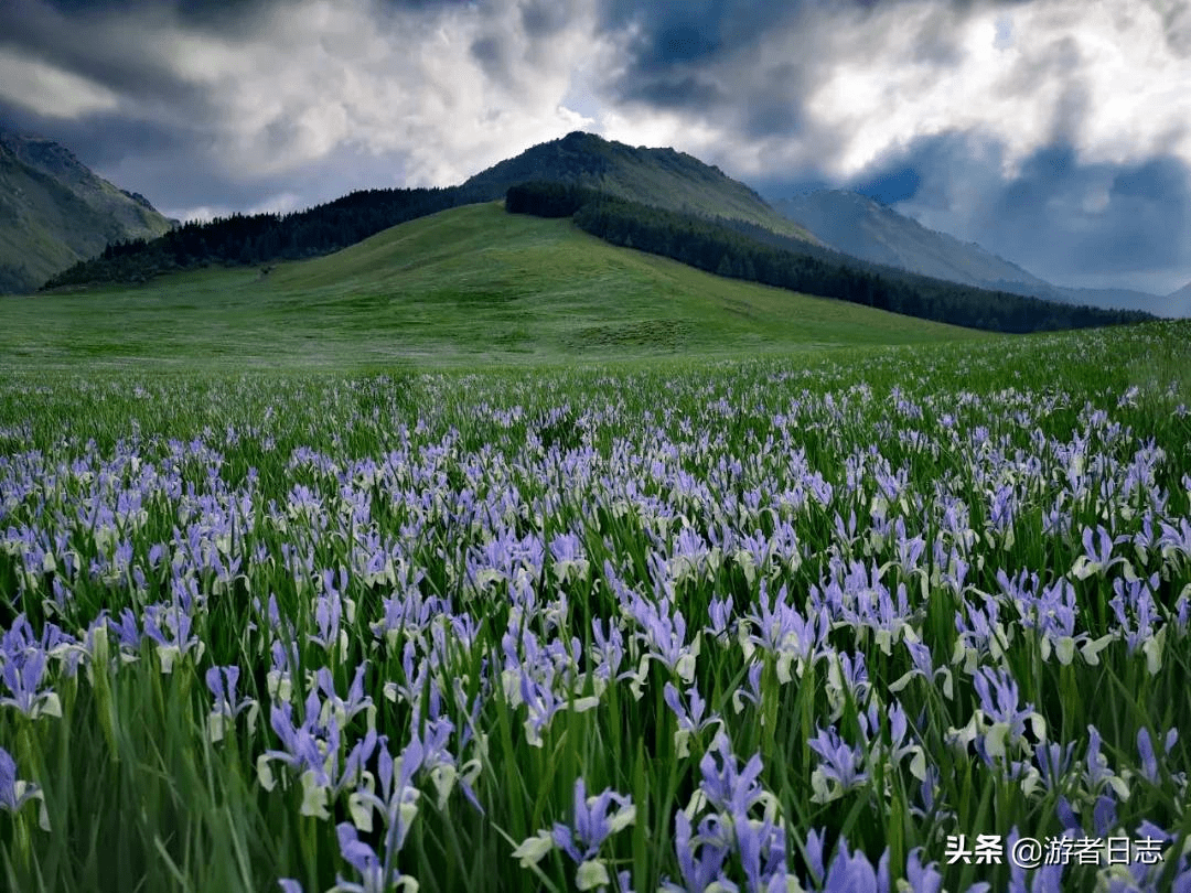 马兰花大草原位于景区的中部腹地,是世界面积最大的马兰花草原.