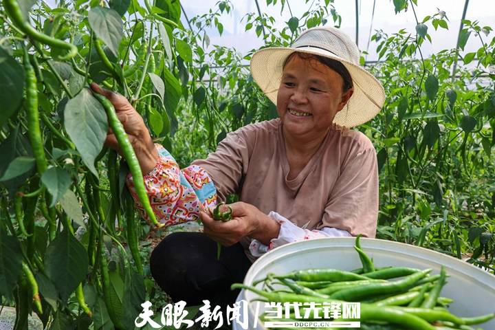 正值辣椒丰收时节,8月6日,纳雍县猪场乡硐口村大棚基地16万斤辣椒