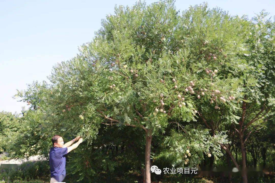 文冠果到底是什么果?