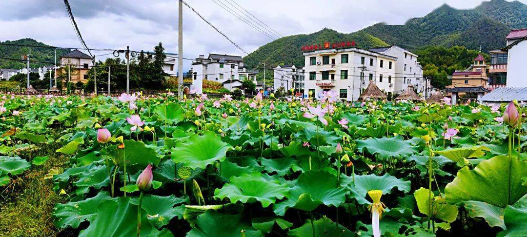 周游千岛湖丨2021年秋天的第一场周游,千旅集团带你去