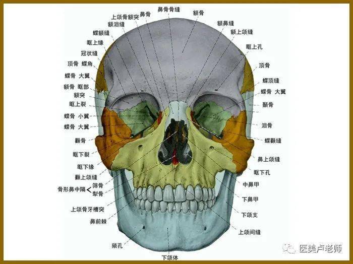 面部骨骼正面解剖示意图 从眶下孔内走出一根眶下神经.