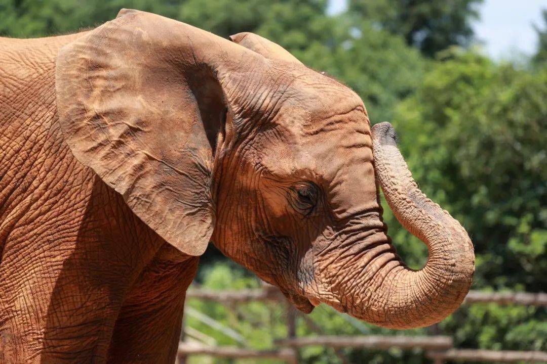 世界大象日|关于大象的知识,你了解多少?
