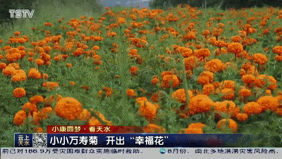 五大产业片带建设 积极融入 代王梁万亩中药材种植基地 发展模式 并