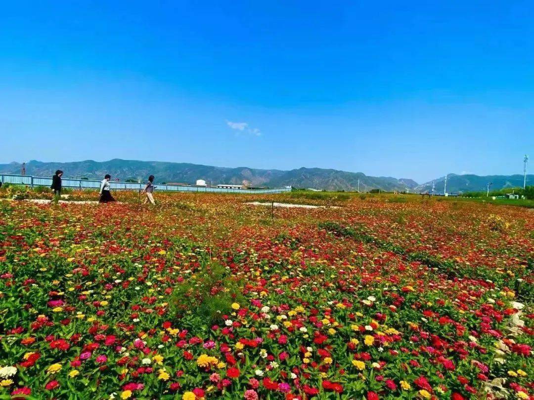 传说中的"花海"来了,就在呼和浩特这个地方!还免费