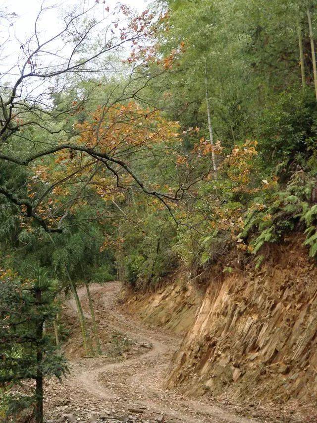 点点,黄得明媚,红得厚重初秋,一队驴从石城出发,走上山间的古徽州驿道
