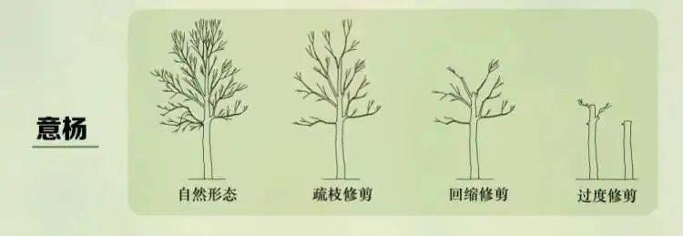 意杨,它"过度修剪"的标准就是没有树枝,因此物业不属于砍伐