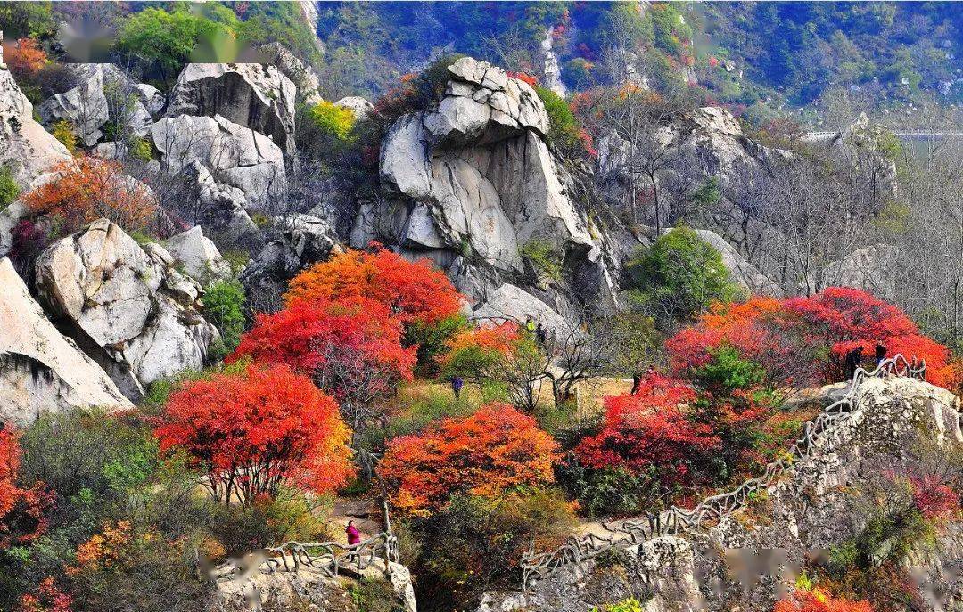 漫山红叶 秋风乍起,漫山红遍 湖光山色,碧波荡漾 巍巍秦岭,醉美翠华