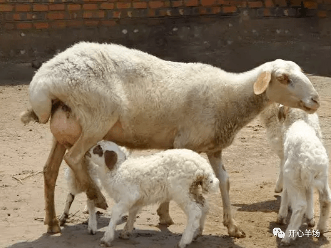 怀孕母羊可以做防疫吗