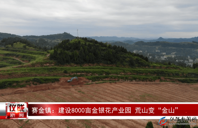 赛金镇:建设8000亩金银花产业园 荒山变"金山"