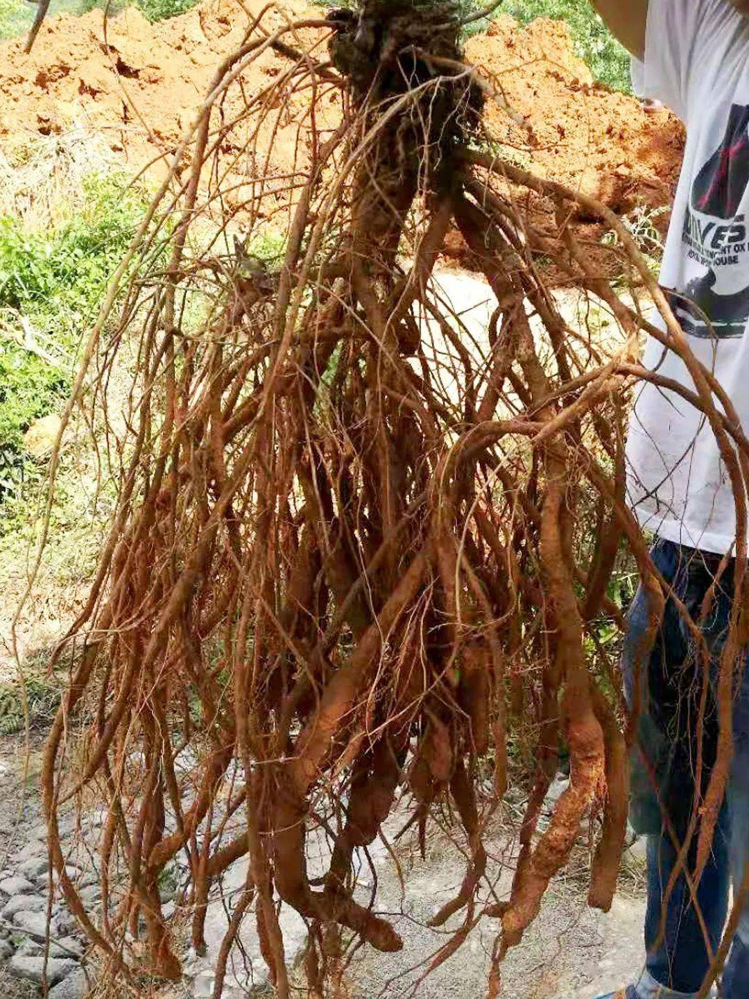 一个长力气的"山野之根",乡下人只认它_牛大力