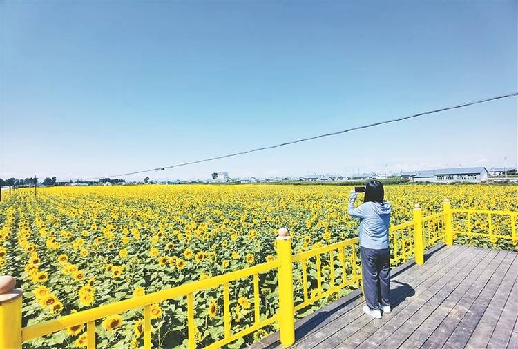 游客|黑河市孙吴县：村西稻公园 村东花海洋