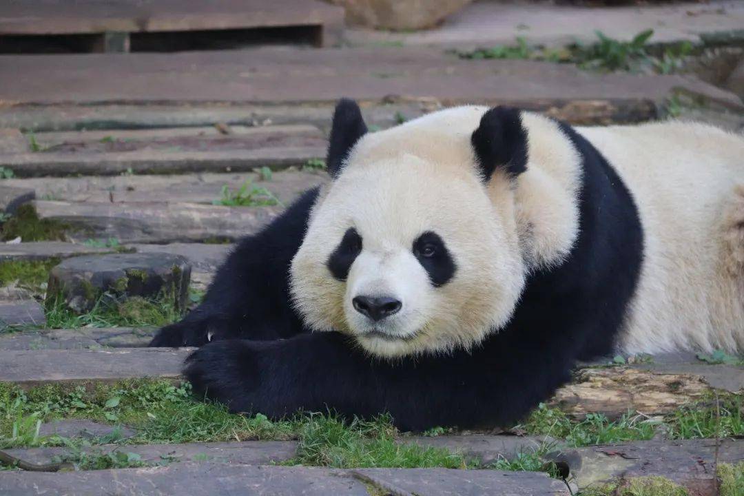 打架会"站起来"的小熊猫,就问你怕不怕?