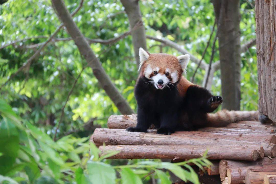 打架会"站起来"的小熊猫,就问你怕不怕?