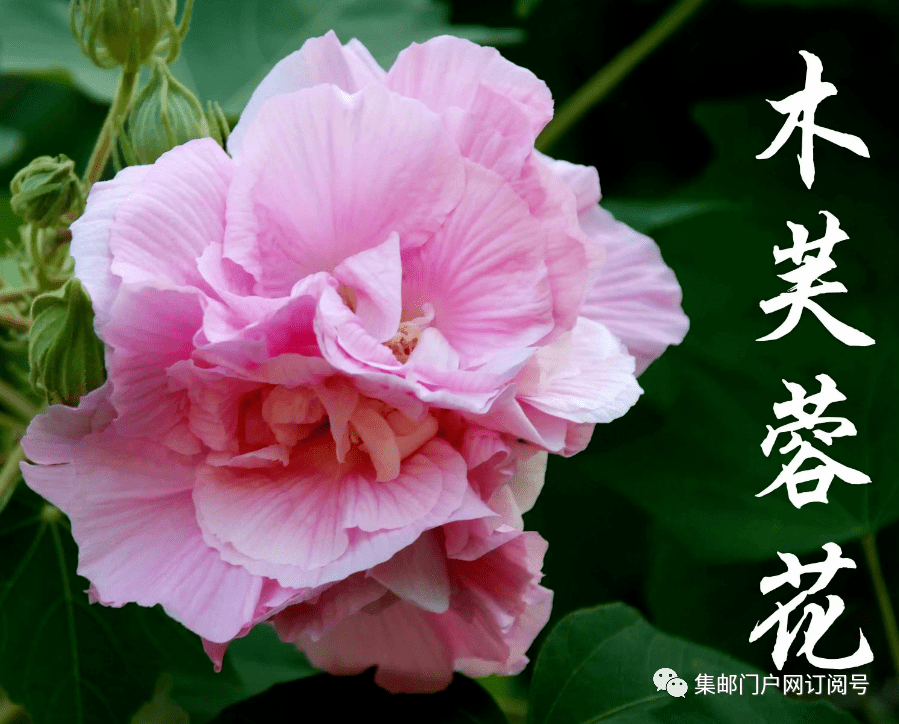 【大版谍照】9月7日发行新邮花卉系列——《木芙蓉花》特种邮票,小版