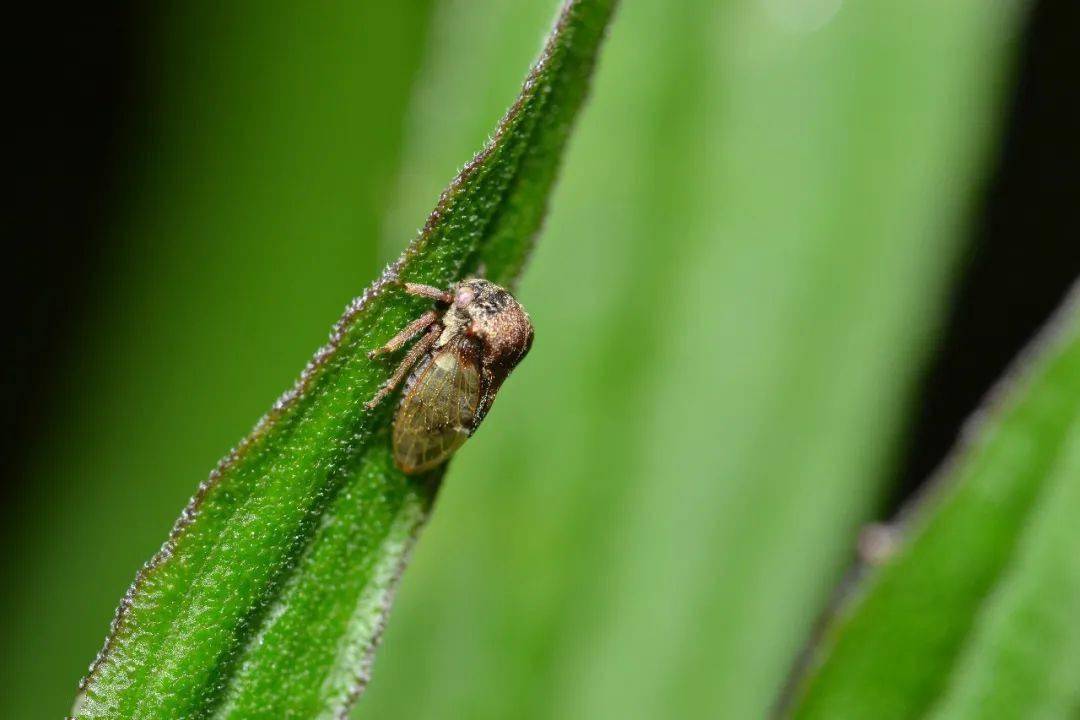 cryptotympana atrata ,抓住一只蝉就抓住了整个夏天~  一种角蝉科的