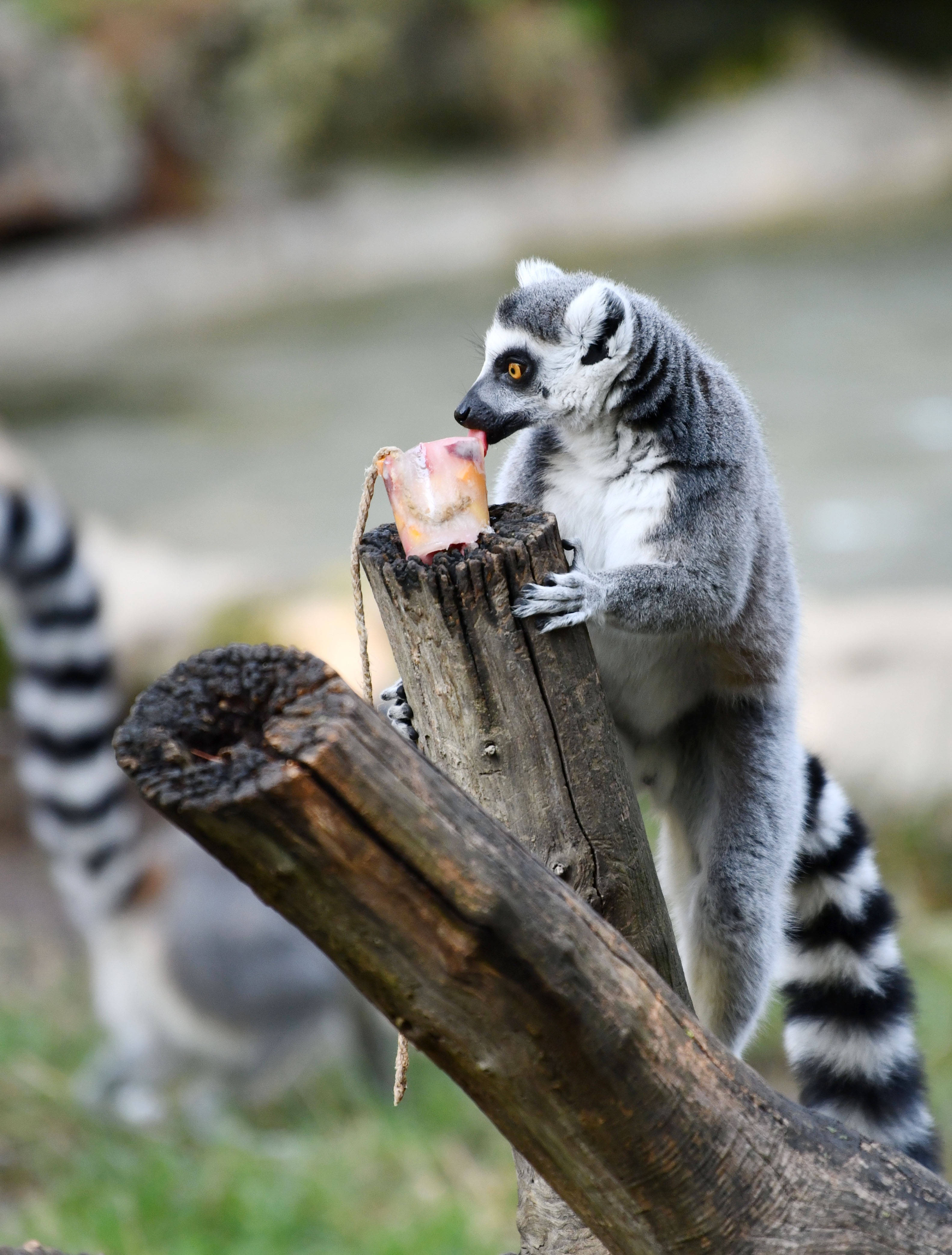 8月26日,一只环尾狐猴在意大利罗马动物园享用冰冻果蔬.