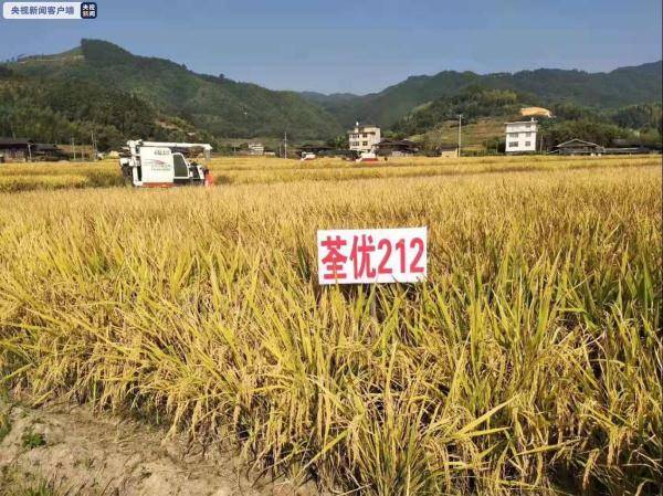 "上新"啦!福建再添一超级水稻新品种