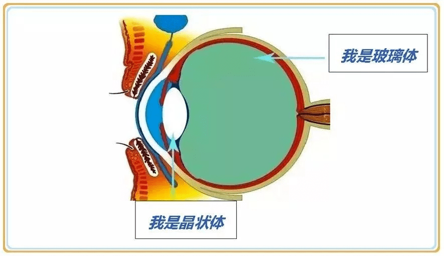 关注| 眼部疾病患者的福音:玻璃体腔注药还你一个清晰世界