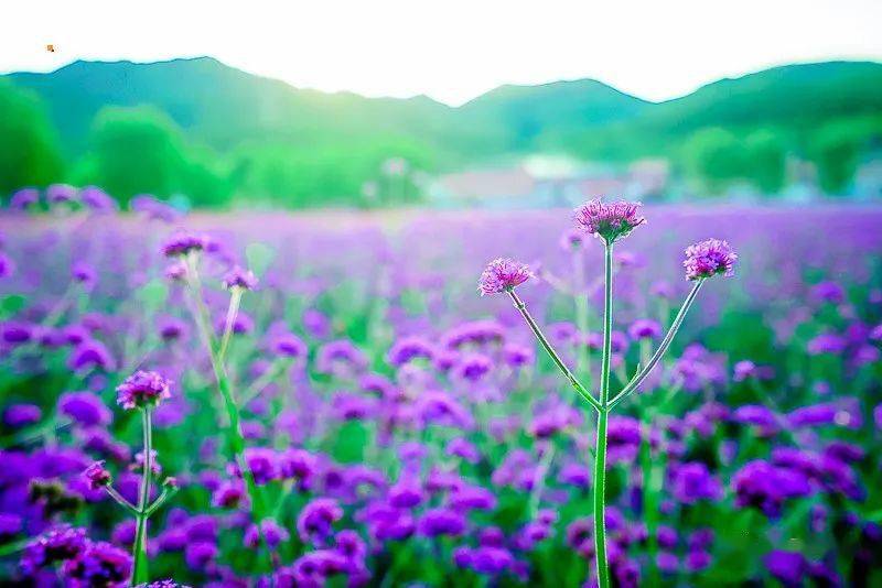 周末1日|四季花海|你若盛开 蝴蝶自来の2021四季花海赏花季 百花齐放