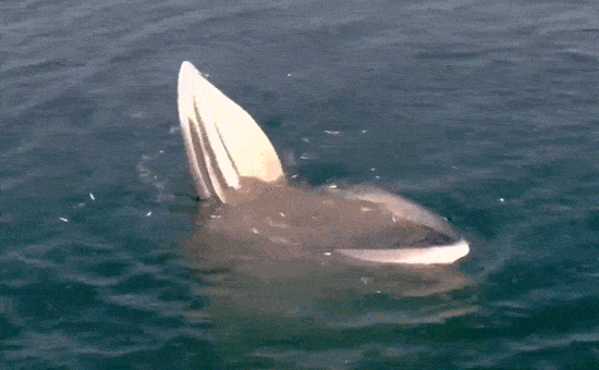 泳池里,最后50米逆袭的接力第一 天空中,带着小伙伴逆风飞翔的