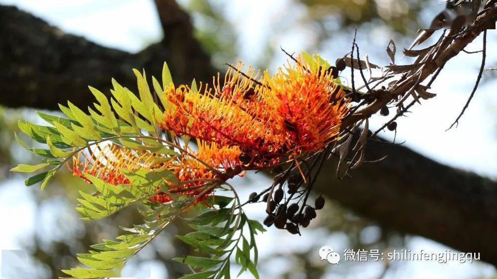 草木葳蕤银桦树