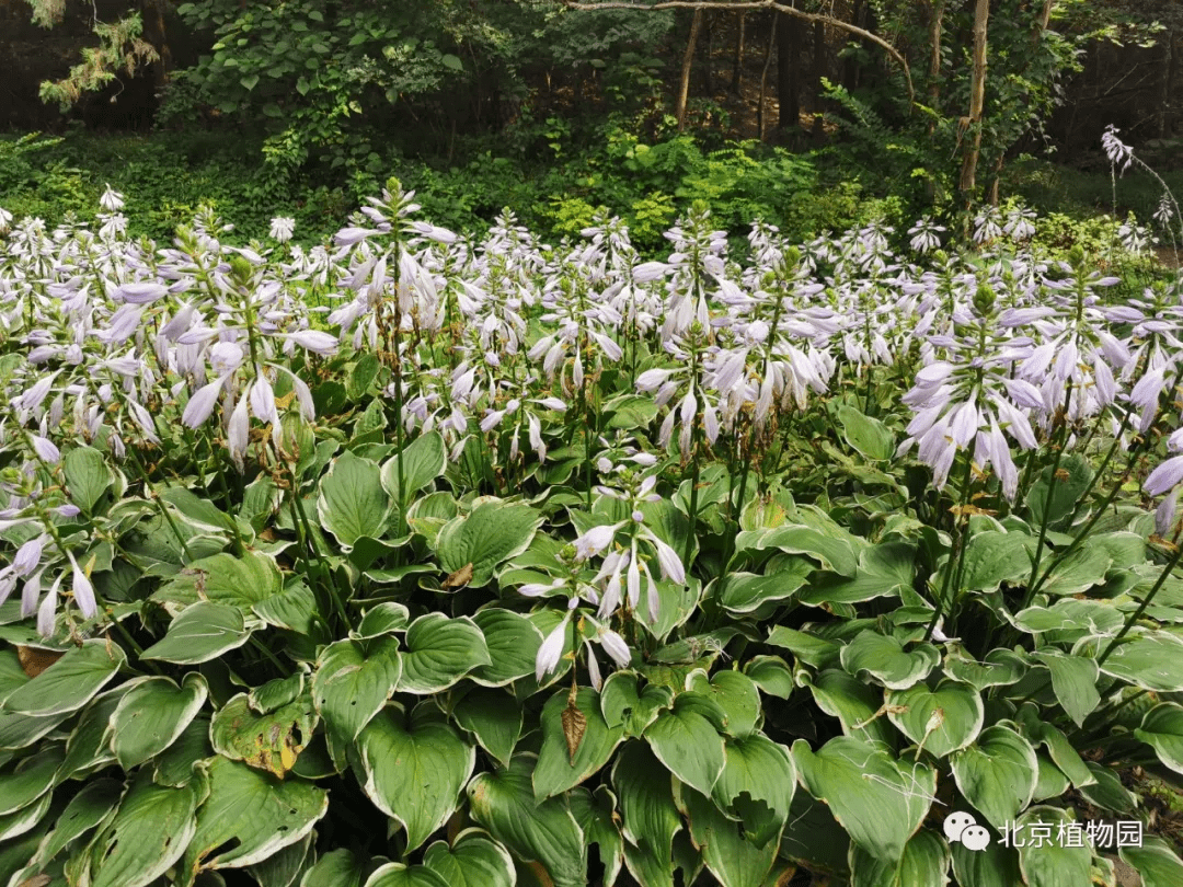 东北玉簪hosta ensata4.狭叶玉簪hosta lancifolia5.