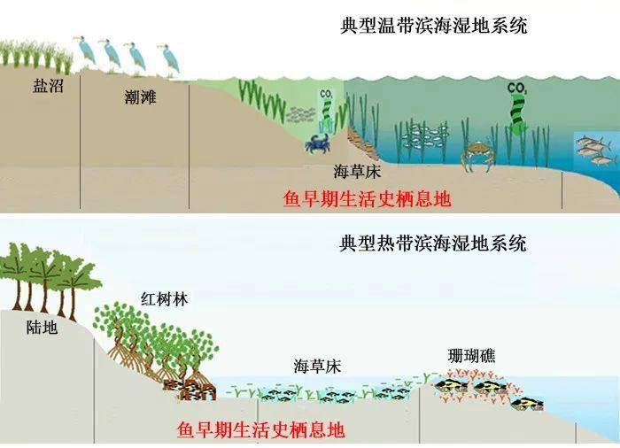 由于海洋环流的动力性,海洋生物生活史中的重要栖息地