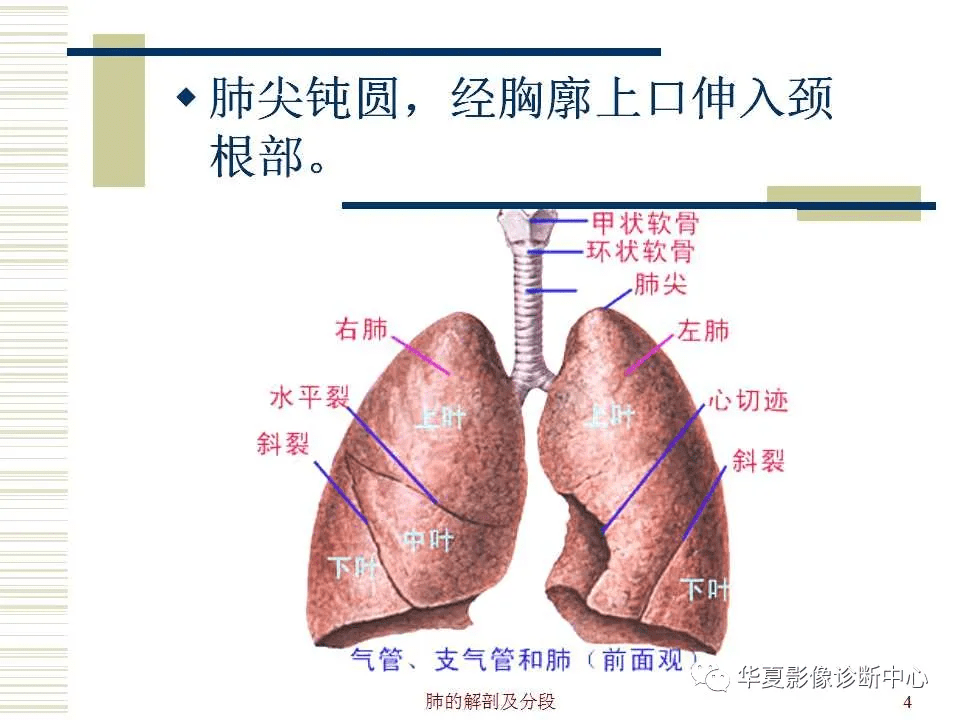 超详尽的心脏大血管影像示意图及肺部解剖与影像