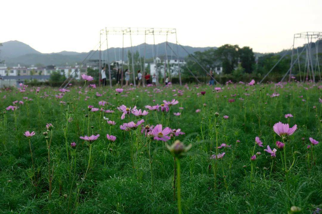 赏千亩花海,门票5折购,九月的崇义良田花海,有颜值更有大礼