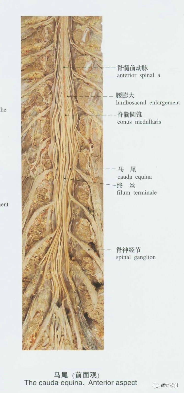 系统解剖标本图谱丨脊髓,脑